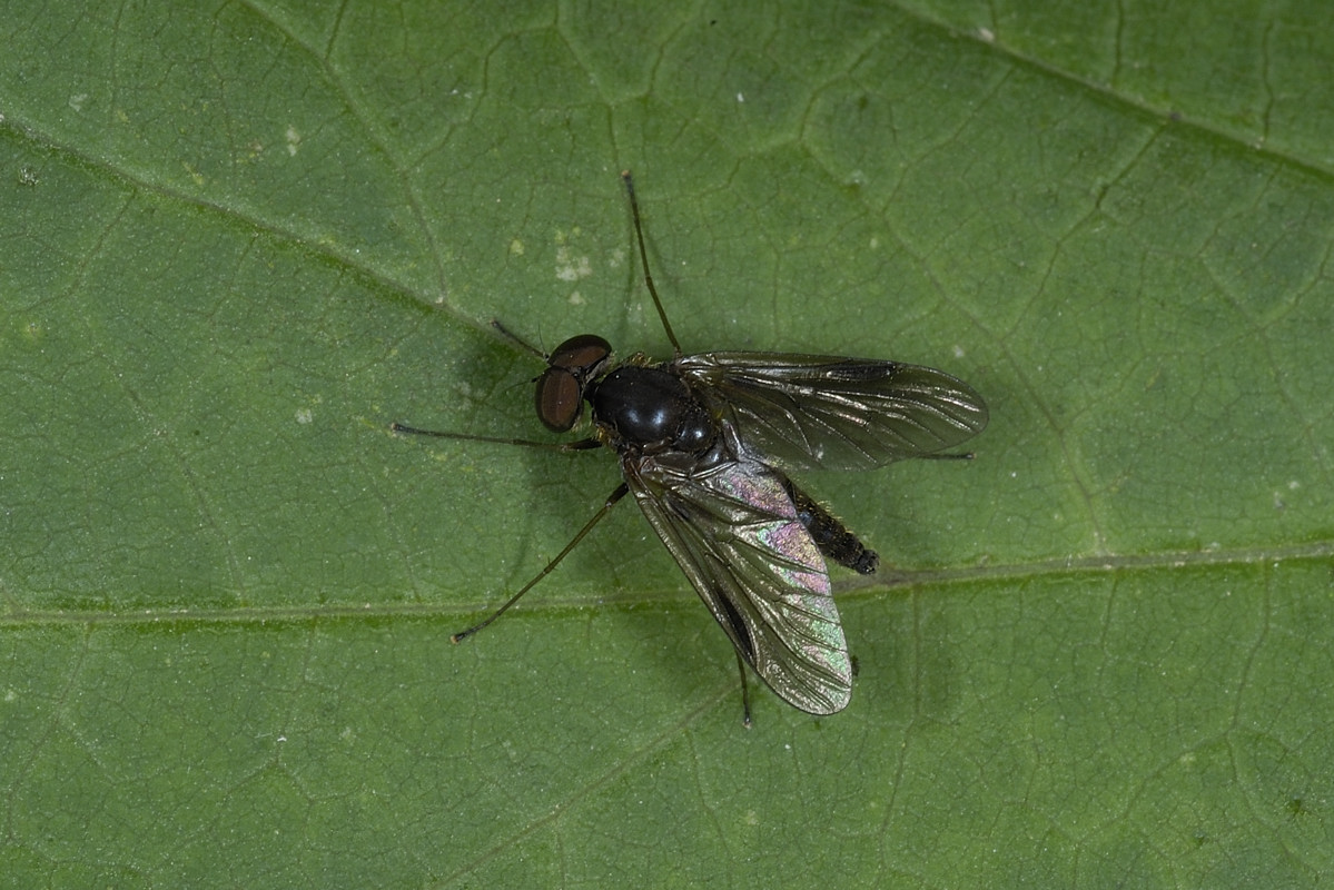 Rhagio? No Chrysopilus